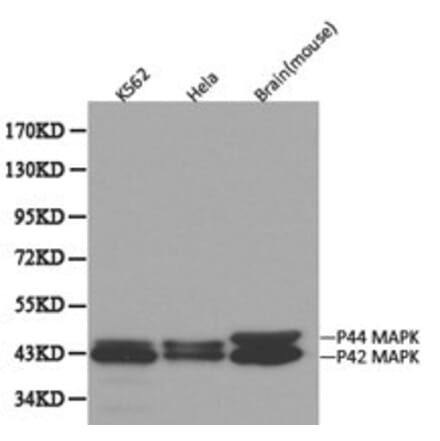Anti-ERK1 Antibody from Bioworld Technology (BS6464) - Antibodies.com