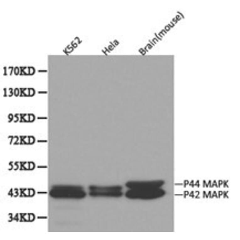 Anti-ERK1 Antibody from Bioworld Technology (BS6464) - Antibodies.com