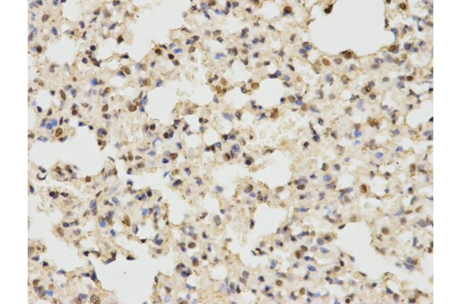 Anti-ERK1 Antibody from Bioworld Technology (BS6464) - Antibodies.com