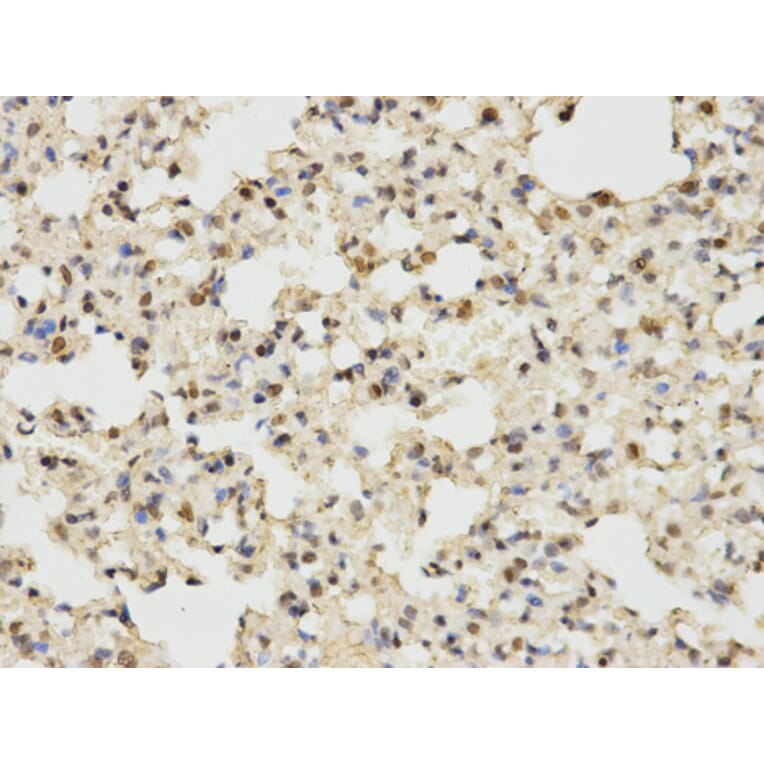 Anti-ERK1 Antibody from Bioworld Technology (BS6464) - Antibodies.com