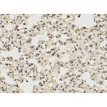 Anti-ERK1 Antibody from Bioworld Technology (BS6464) - Antibodies.com