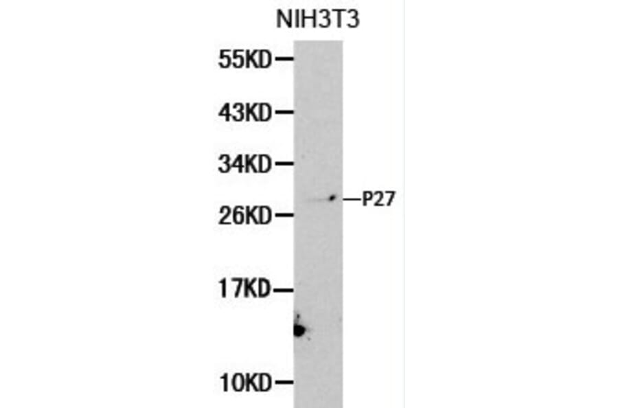 Anti-p27 Kip1 Antibody from Bioworld Technology (BS6465) - Antibodies.com