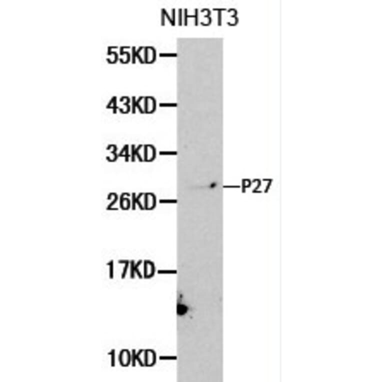 Anti-p27 Kip1 Antibody from Bioworld Technology (BS6465) - Antibodies.com