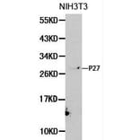 Anti-p27 Kip1 Antibody from Bioworld Technology (BS6465) - Antibodies.com