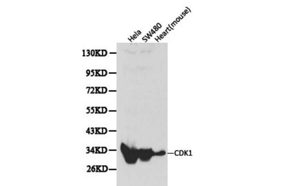 Anti-Cdk1/Cdc2 Antibody from Bioworld Technology (BS6467) - Antibodies.com