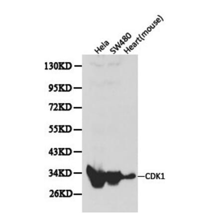 Anti-Cdk1/Cdc2 Antibody from Bioworld Technology (BS6467) - Antibodies.com