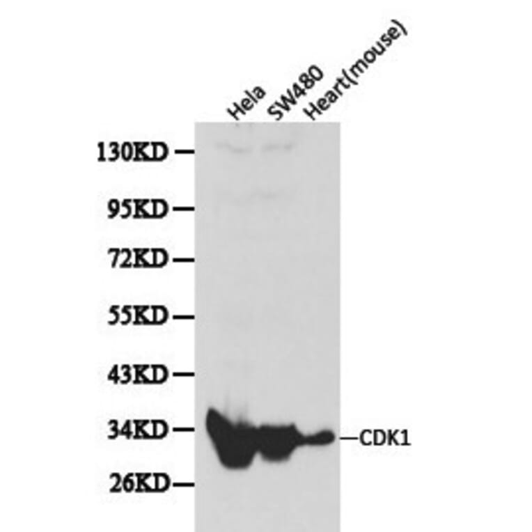 Anti-Cdk1/Cdc2 Antibody from Bioworld Technology (BS6467) - Antibodies.com