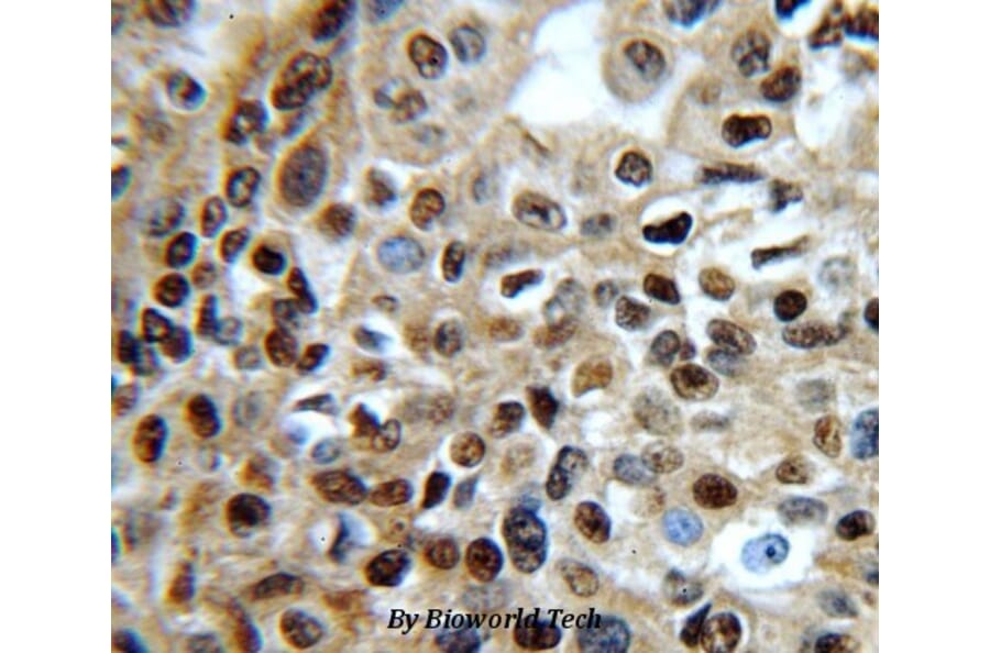 Anti-Cdk1/Cdc2 Antibody from Bioworld Technology (BS6467) - Antibodies.com