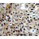 Anti-Cdk1/Cdc2 Antibody from Bioworld Technology (BS6467) - Antibodies.com