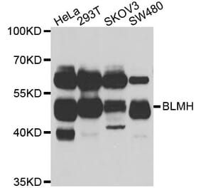 Anti-BLMH Antibody from Bioworld Technology (BS6469) - Antibodies.com