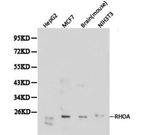 Anti-Rho A Antibody from Bioworld Technology (BS6470) - Antibodies.com