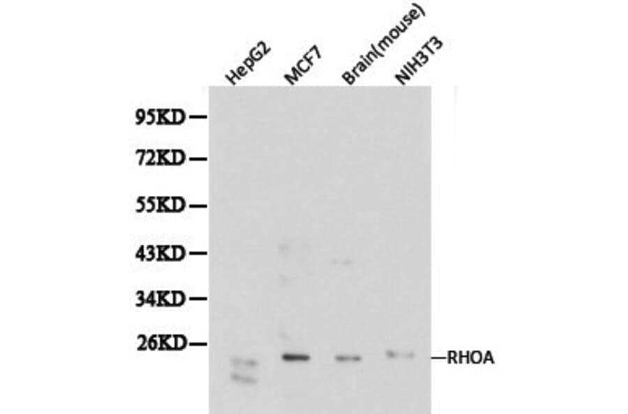 Anti-Rho A Antibody from Bioworld Technology (BS6470) - Antibodies.com