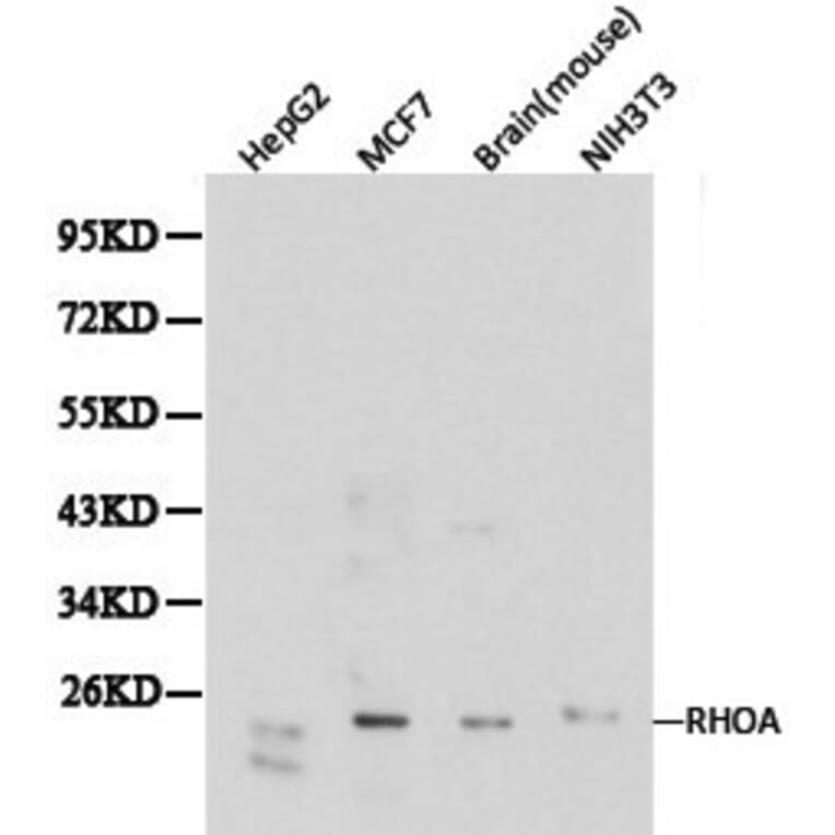 Anti-Rho A Antibody from Bioworld Technology (BS6470) - Antibodies.com