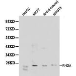 Anti-Rho A Antibody from Bioworld Technology (BS6470) - Antibodies.com