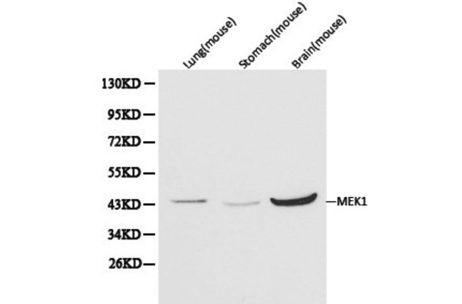 Anti-MEK1 Antibody from Bioworld Technology (BS6471) - Antibodies.com
