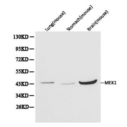 Anti-MEK1 Antibody from Bioworld Technology (BS6471) - Antibodies.com
