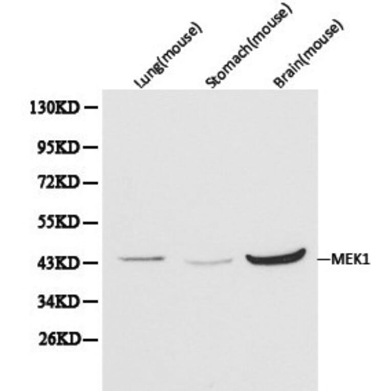 Anti-MEK1 Antibody from Bioworld Technology (BS6471) - Antibodies.com