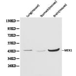 Anti-MEK1 Antibody from Bioworld Technology (BS6471) - Antibodies.com