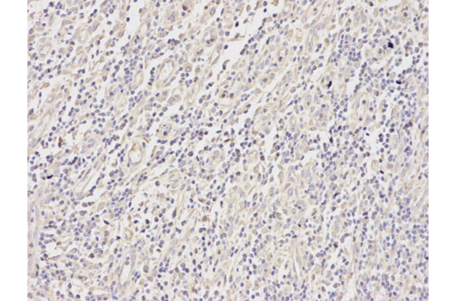 Anti-MEK2 Antibody from Bioworld Technology (BS6472) - Antibodies.com