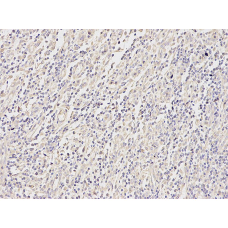 Anti-MEK2 Antibody from Bioworld Technology (BS6472) - Antibodies.com