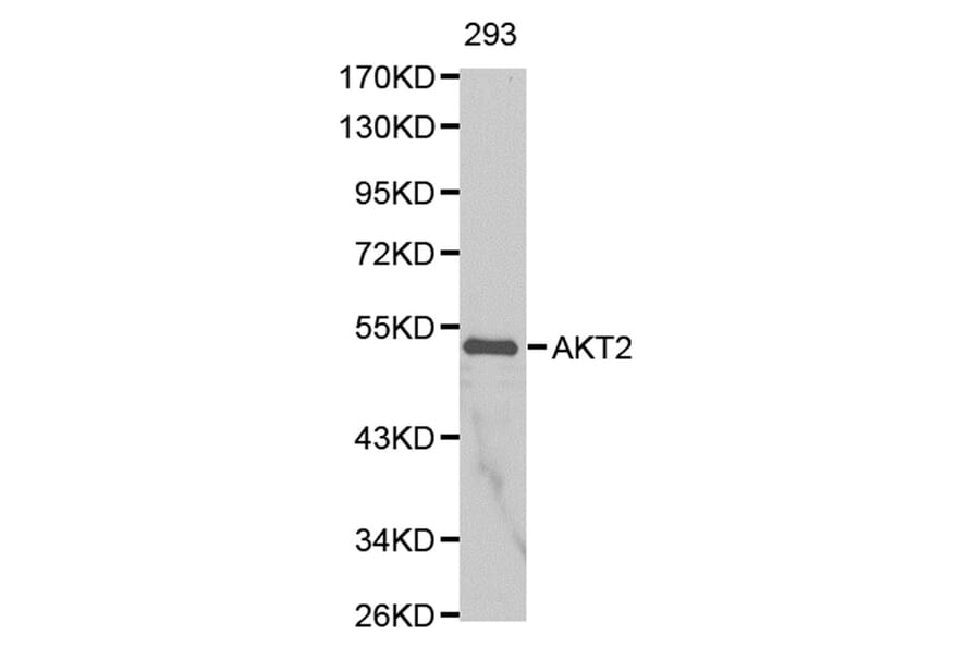 Anti-AKT2 Antibody from Bioworld Technology (BS6473) - Antibodies.com