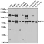 Anti-ATF6 Antibody from Bioworld Technology (BS6476) - Antibodies.com