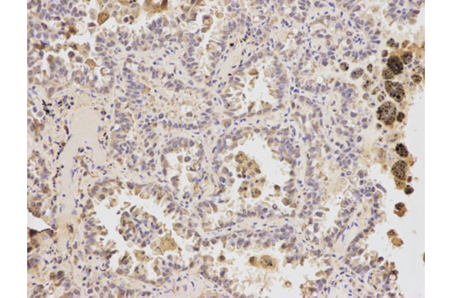 Anti-ATF6 Antibody from Bioworld Technology (BS6476) - Antibodies.com