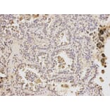 Anti-ATF6 Antibody from Bioworld Technology (BS6476) - Antibodies.com