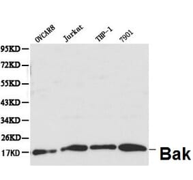 Anti-Bak Antibody from Bioworld Technology (BS6477) - Antibodies.com