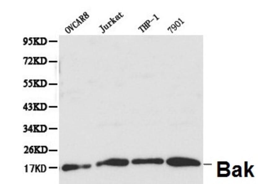 Anti-Bak Antibody from Bioworld Technology (BS6477) - Antibodies.com