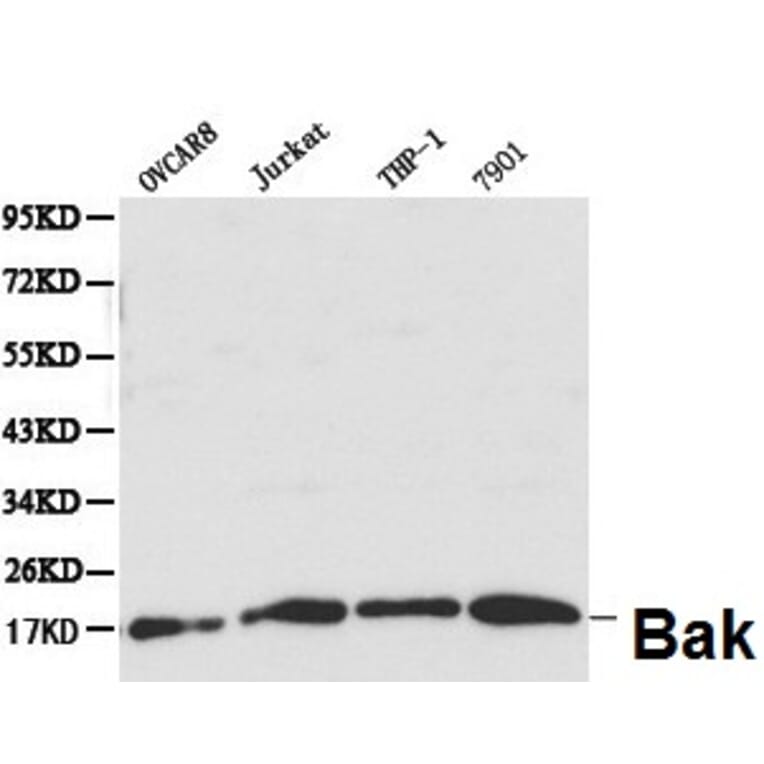 Anti-Bak Antibody from Bioworld Technology (BS6477) - Antibodies.com