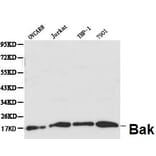 Anti-Bak Antibody from Bioworld Technology (BS6477) - Antibodies.com