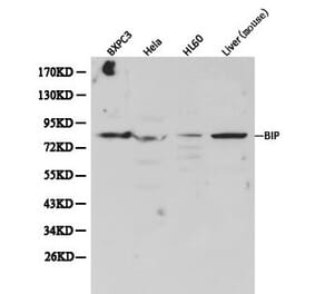 Anti-GRP78/BiP Antibody from Bioworld Technology (BS6479) - Antibodies.com