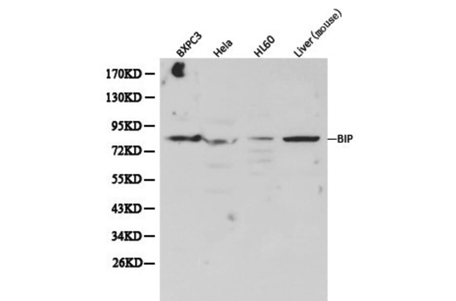 Anti-GRP78/BiP Antibody from Bioworld Technology (BS6479) - Antibodies.com