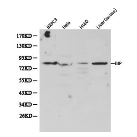 Anti-GRP78/BiP Antibody from Bioworld Technology (BS6479) - Antibodies.com