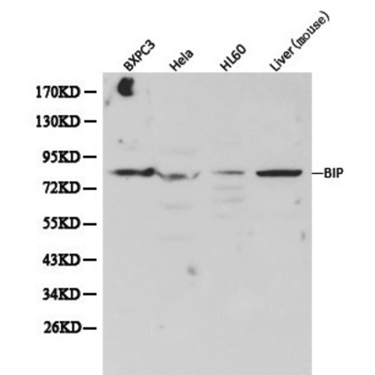 Anti-GRP78/BiP Antibody from Bioworld Technology (BS6479) - Antibodies.com