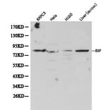 Anti-GRP78/BiP Antibody from Bioworld Technology (BS6479) - Antibodies.com