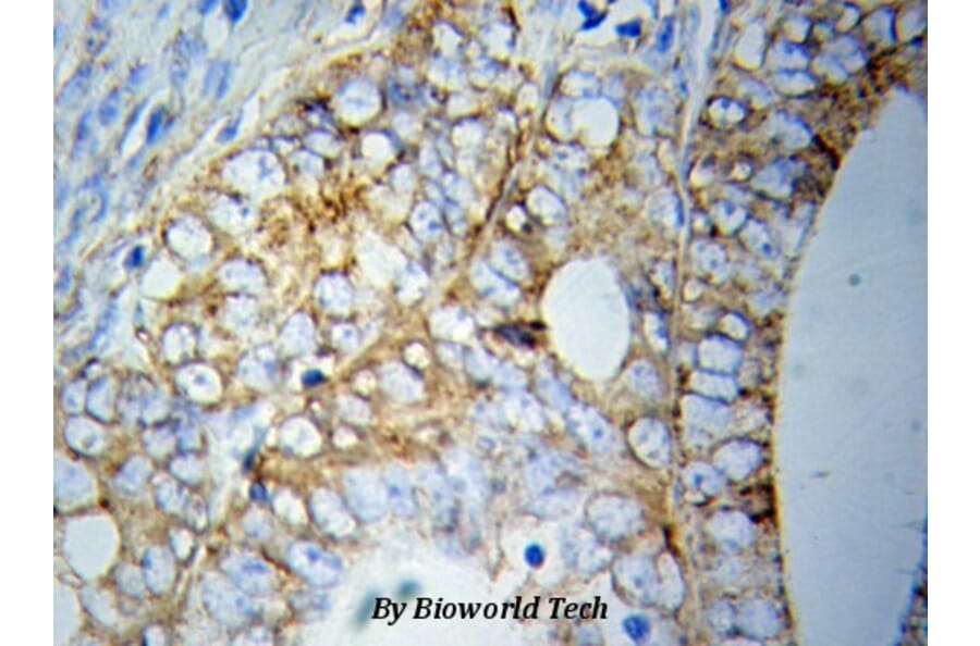 Anti-GRP78/BiP Antibody from Bioworld Technology (BS6479) - Antibodies.com