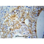 Anti-GRP78/BiP Antibody from Bioworld Technology (BS6479) - Antibodies.com