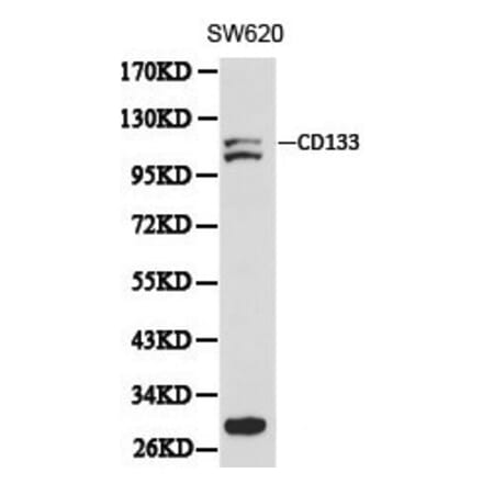 Anti-CD133 Antibody from Bioworld Technology (BS6480) - Antibodies.com