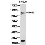 Anti-CD133 Antibody from Bioworld Technology (BS6480) - Antibodies.com