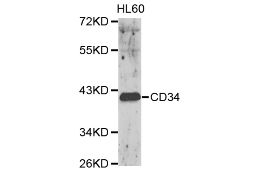 Anti-CD34 Antibody from Bioworld Technology (BS6481) - Antibodies.com