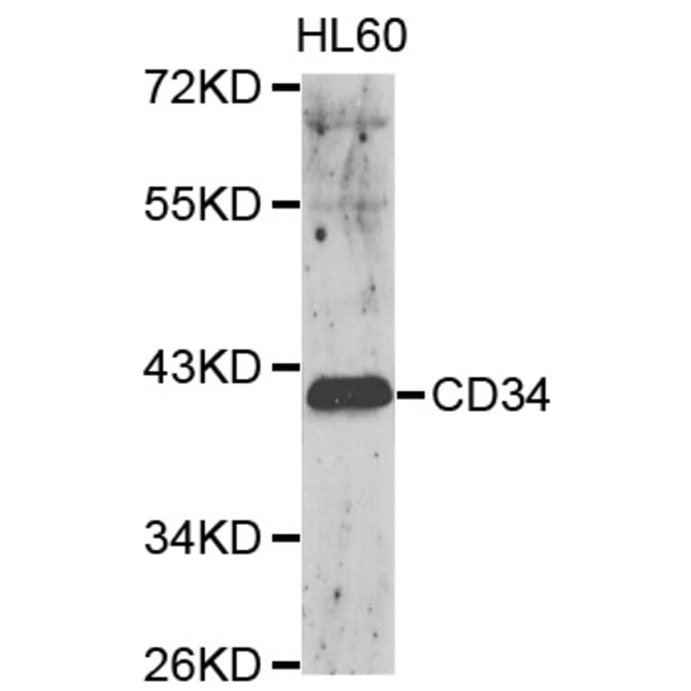 Anti-CD34 Antibody from Bioworld Technology (BS6481) - Antibodies.com