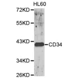 Anti-CD34 Antibody from Bioworld Technology (BS6481) - Antibodies.com
