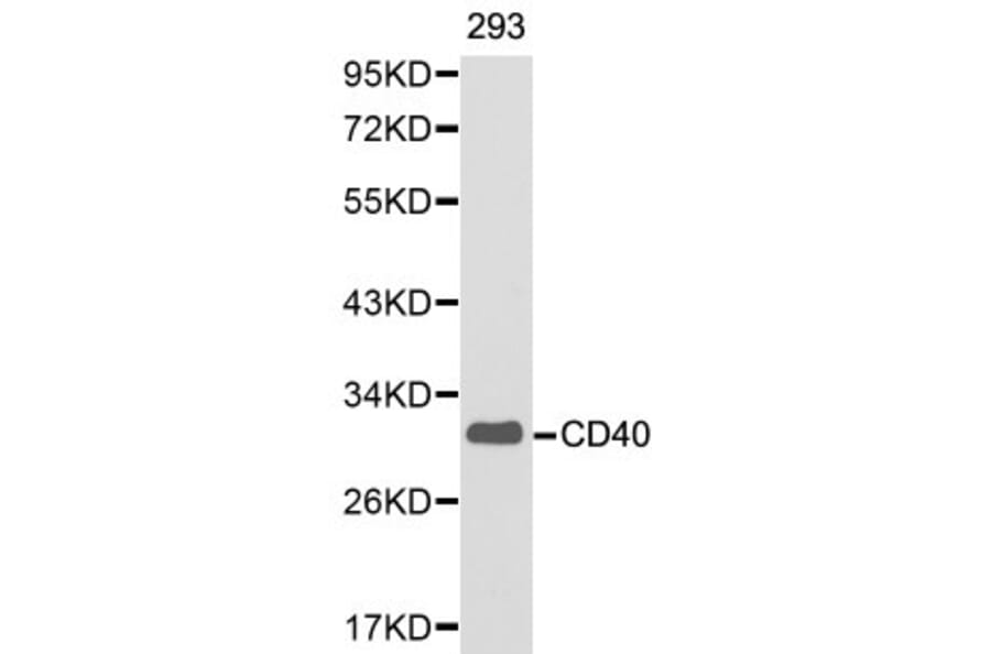 Anti-CD40 Antibody from Bioworld Technology (BS6482) - Antibodies.com