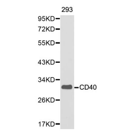 Anti-CD40 Antibody from Bioworld Technology (BS6482) - Antibodies.com