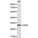 Anti-CD40 Antibody from Bioworld Technology (BS6482) - Antibodies.com