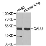 Anti-CALU Antibody from Bioworld Technology (BS6483) - Antibodies.com