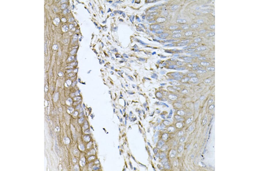 Anti-CALU Antibody from Bioworld Technology (BS6483) - Antibodies.com