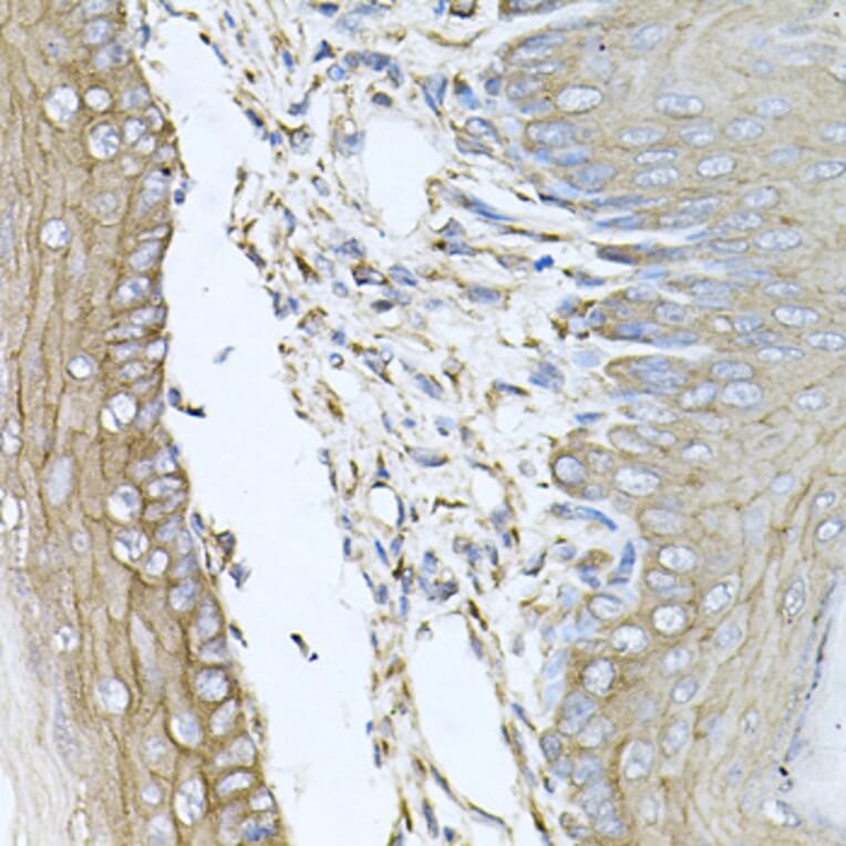 Anti-CALU Antibody from Bioworld Technology (BS6483) - Antibodies.com